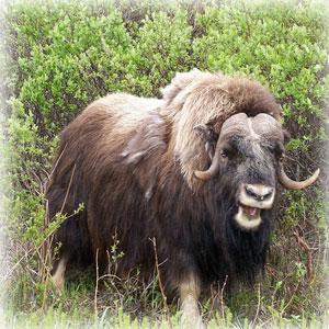 /pics/items/animals/Musk Ox